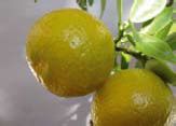 Померанец горький (Citrus aurantium)